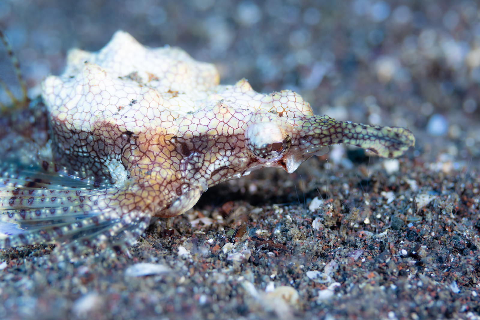 Seamoth Fish Camouflaged on a Sandy Seabed — Free Stock Photo - PAKUTASO